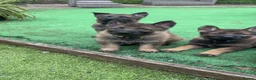 German Shepherd dogs for sale: 4 rare female German shepherd pups kc reg working  - Advert 4