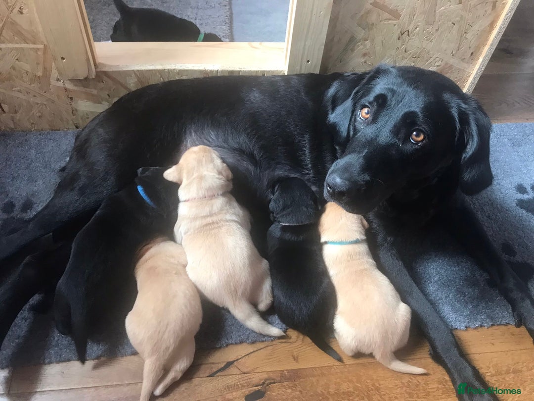 Labrador Retriever dogs for sale: Beautiful Lab Puppies! - Image 8