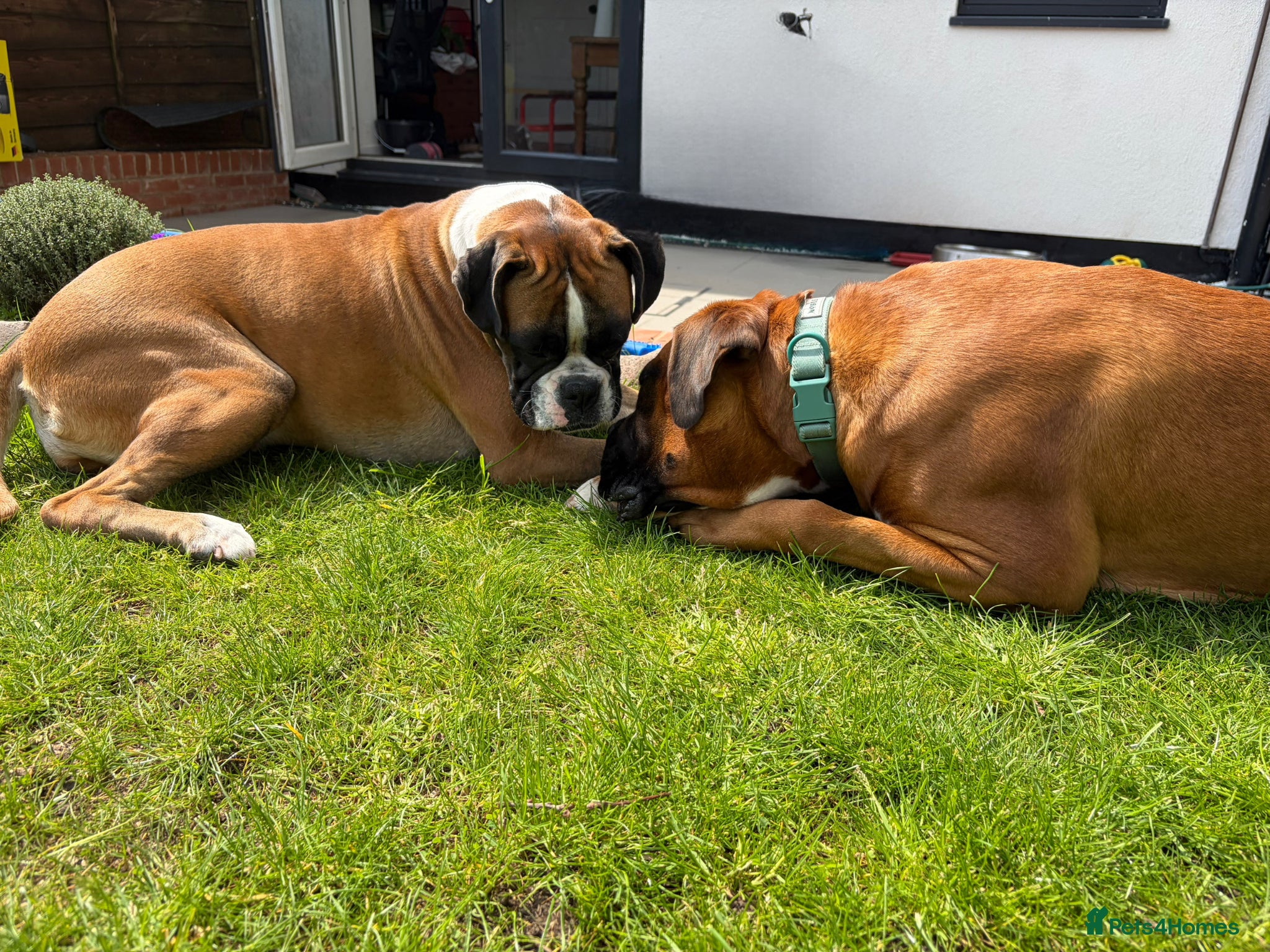 Boxer dogs Boxer Litter Due 17th June - Advert 13