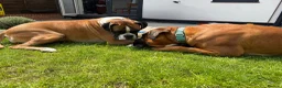 Boxer dogs for sale: Boxer Litter Due 17th June - Advert 2