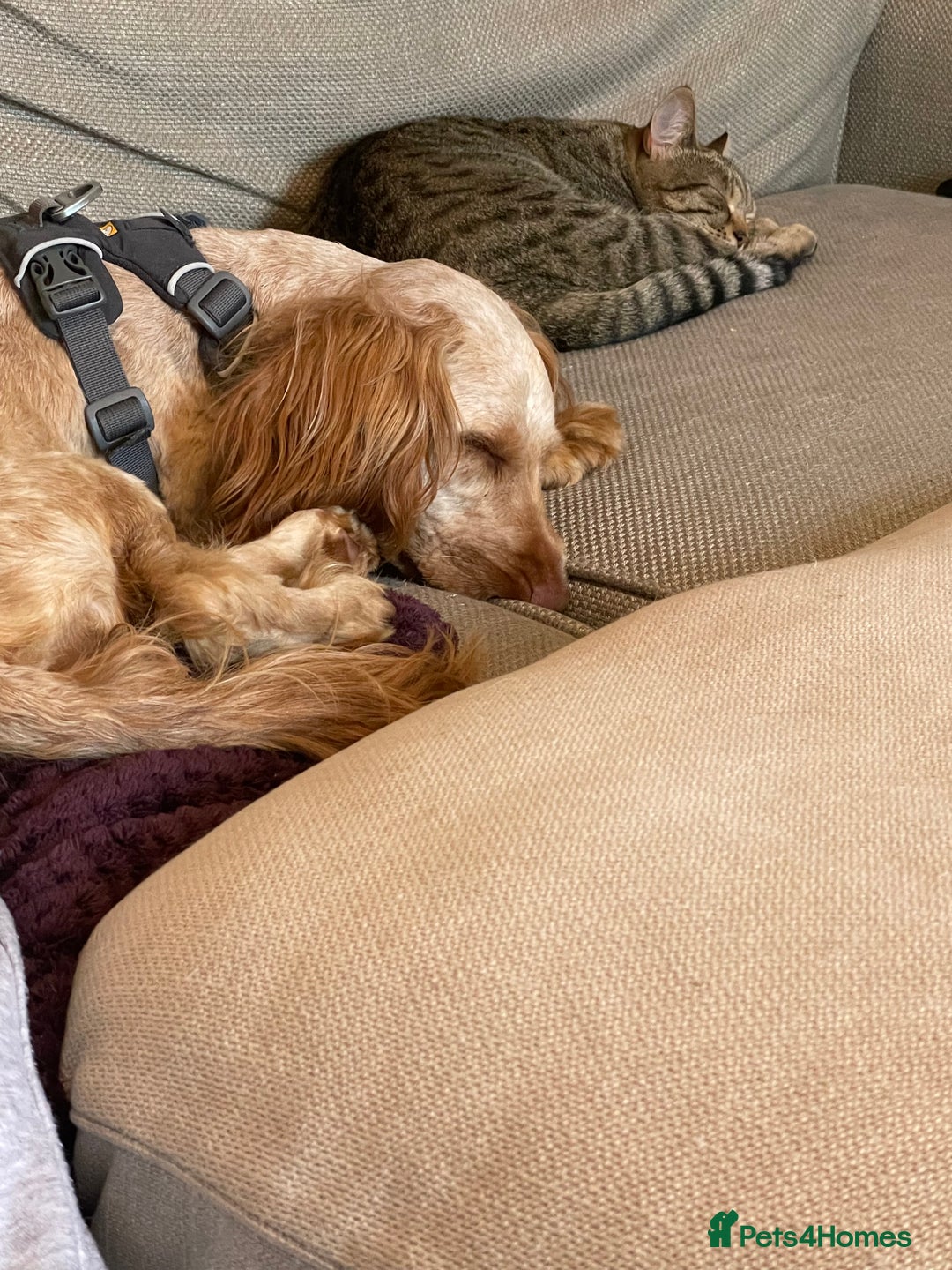 Cockapoo dogs for sale: Special girl looking for loving home  - Image 2