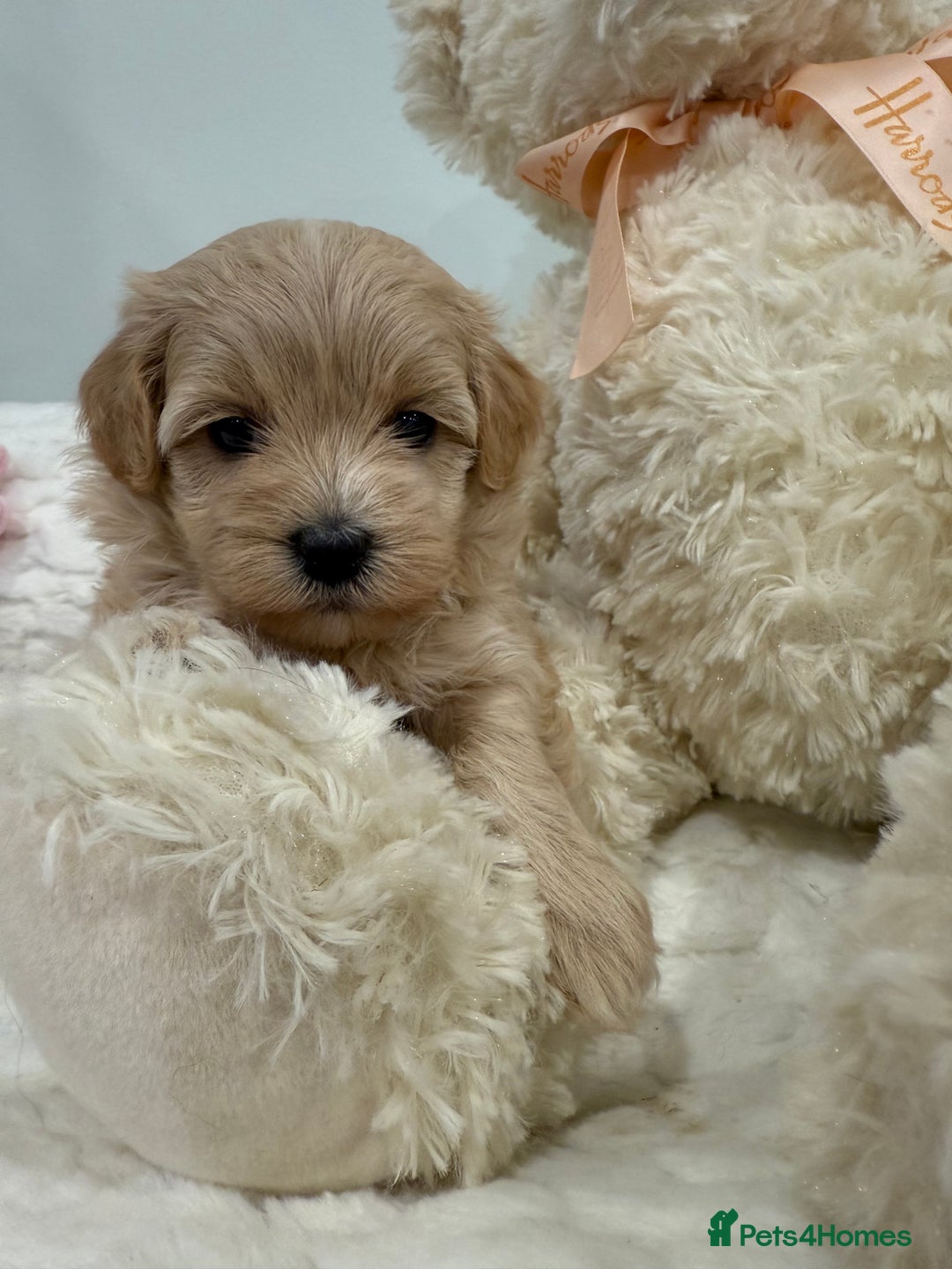 Maltipoo dogs for sale: 5 girls. fully DNA & health tested clear parents.  - Advert 4