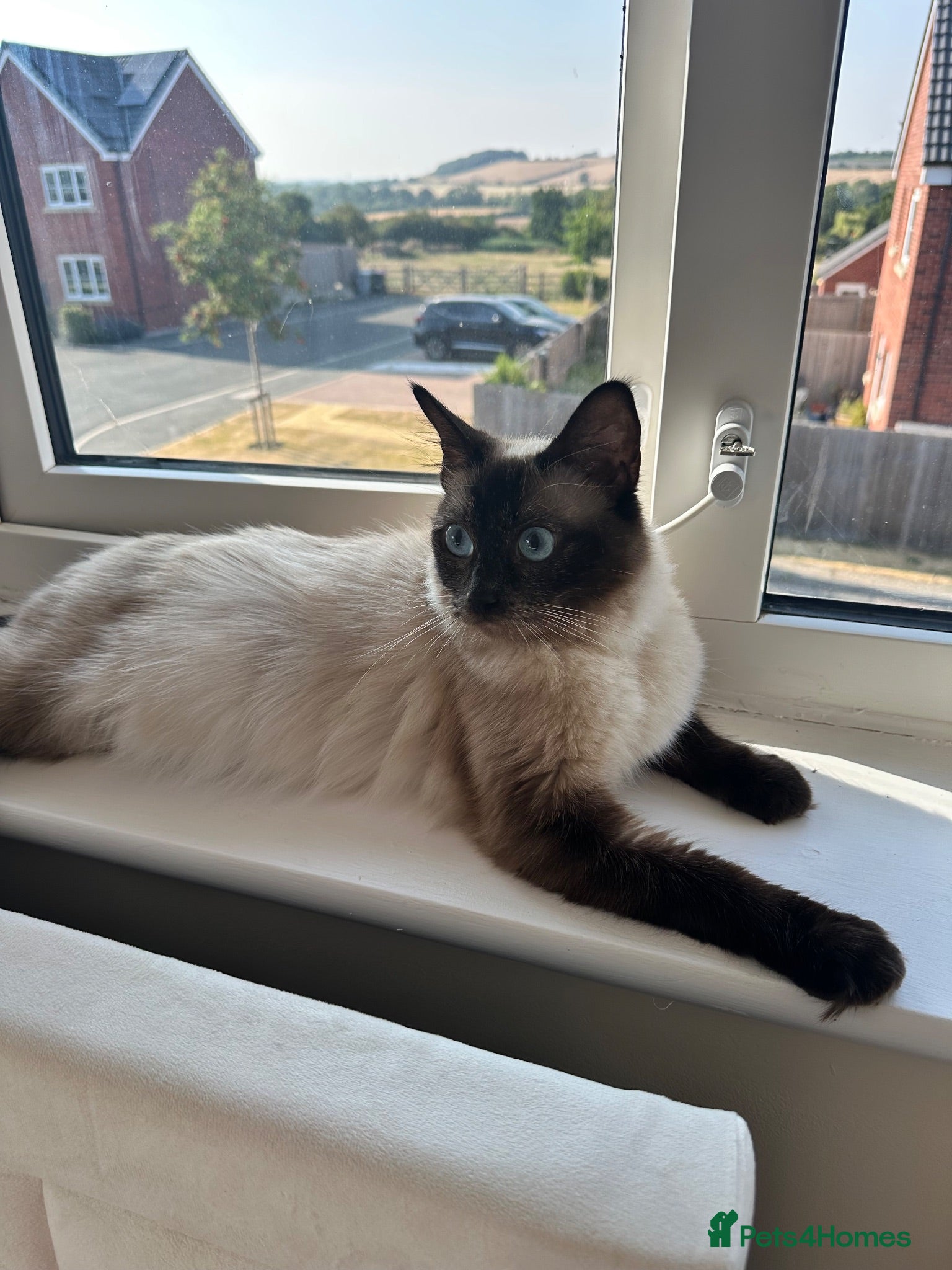 Siamese cats Siamese/Persian beautiful kittens  - Advert 1