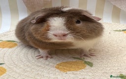 Guinea Pig rodents for sale: Teddy guinea pigs  - Image 20