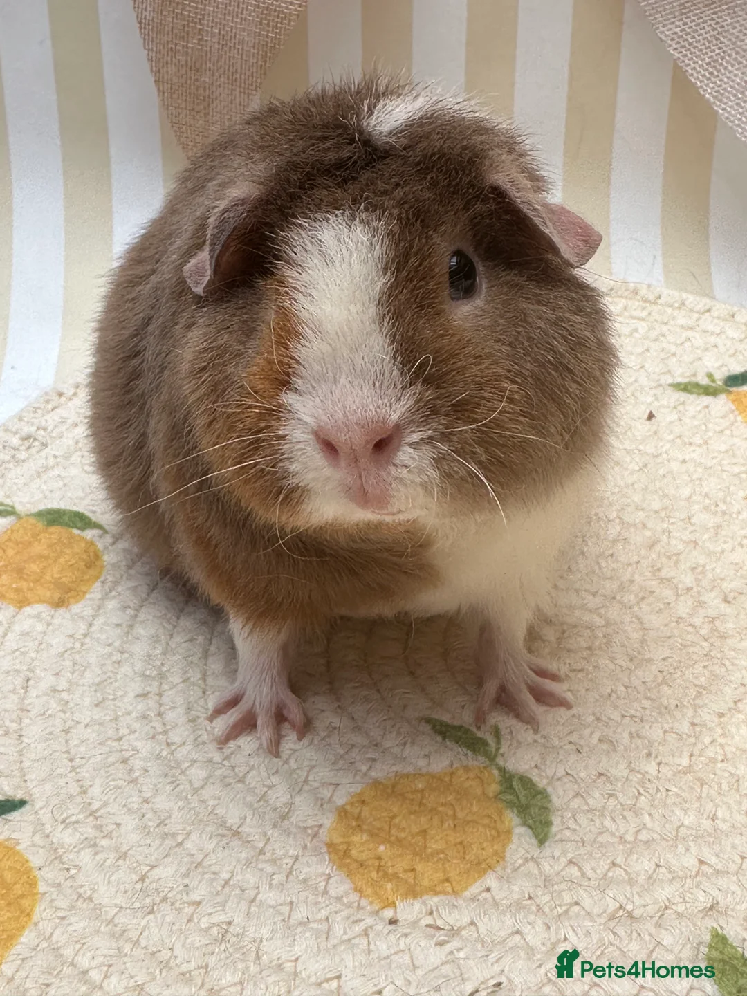 Guinea Pig rodents for sale: Teddy guinea pigs  - Advert 20
