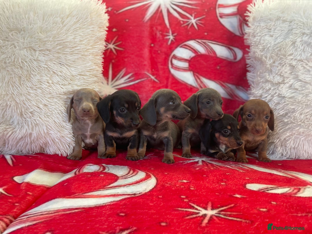 Dachshund dogs for sale: Beautiful Dachunds ready from 23rd December  - Advert 5