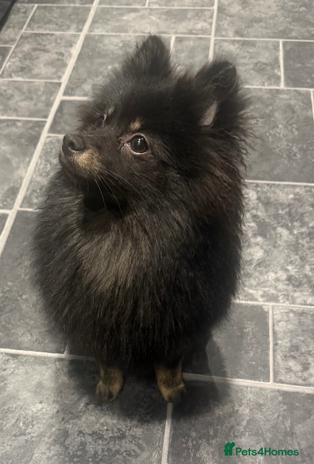 Pomeranian dogs for sale:  Pomeranian girl - Advert 6