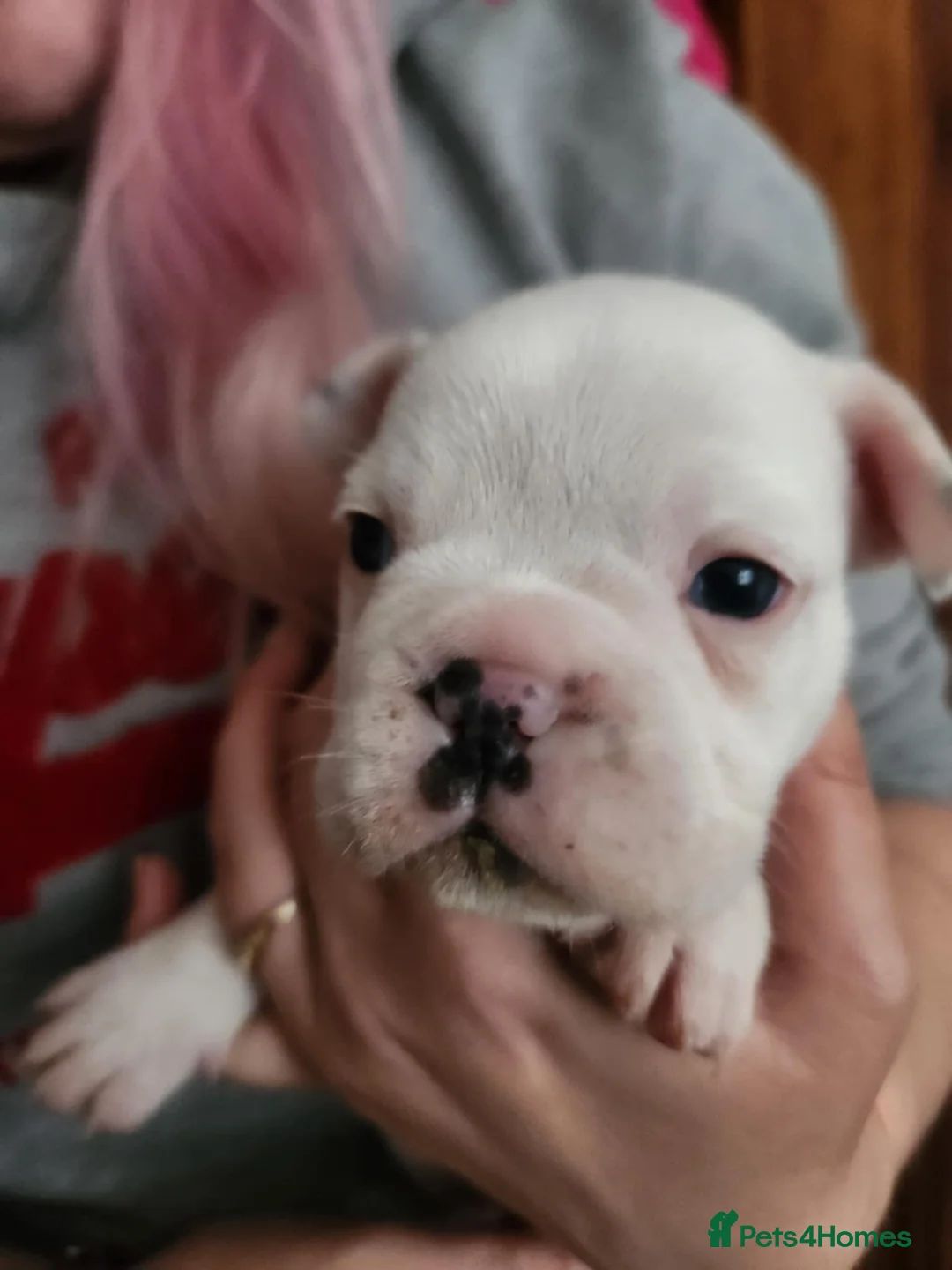 French Bulldog dogs for sale: Frenchie puppies - Advert 8