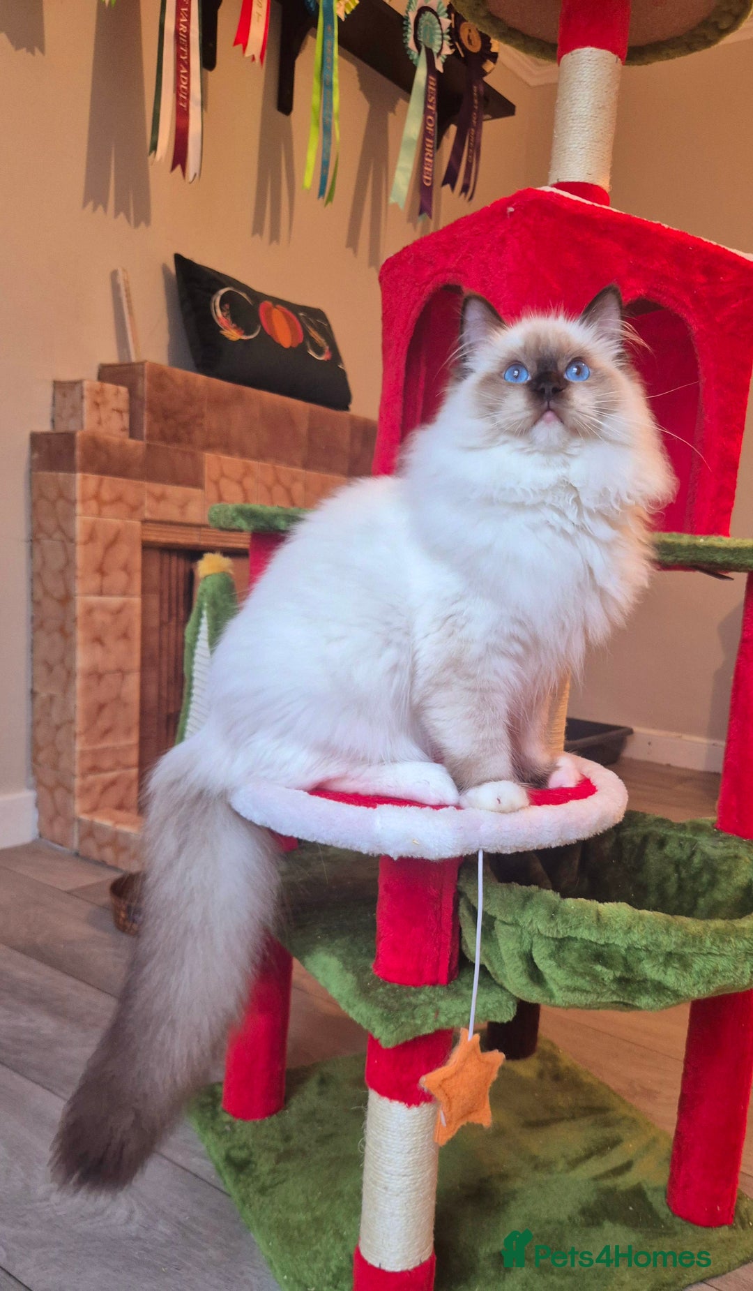 Ragdoll cats for sale: Ragdoll male kitten gccf active - Advert 2