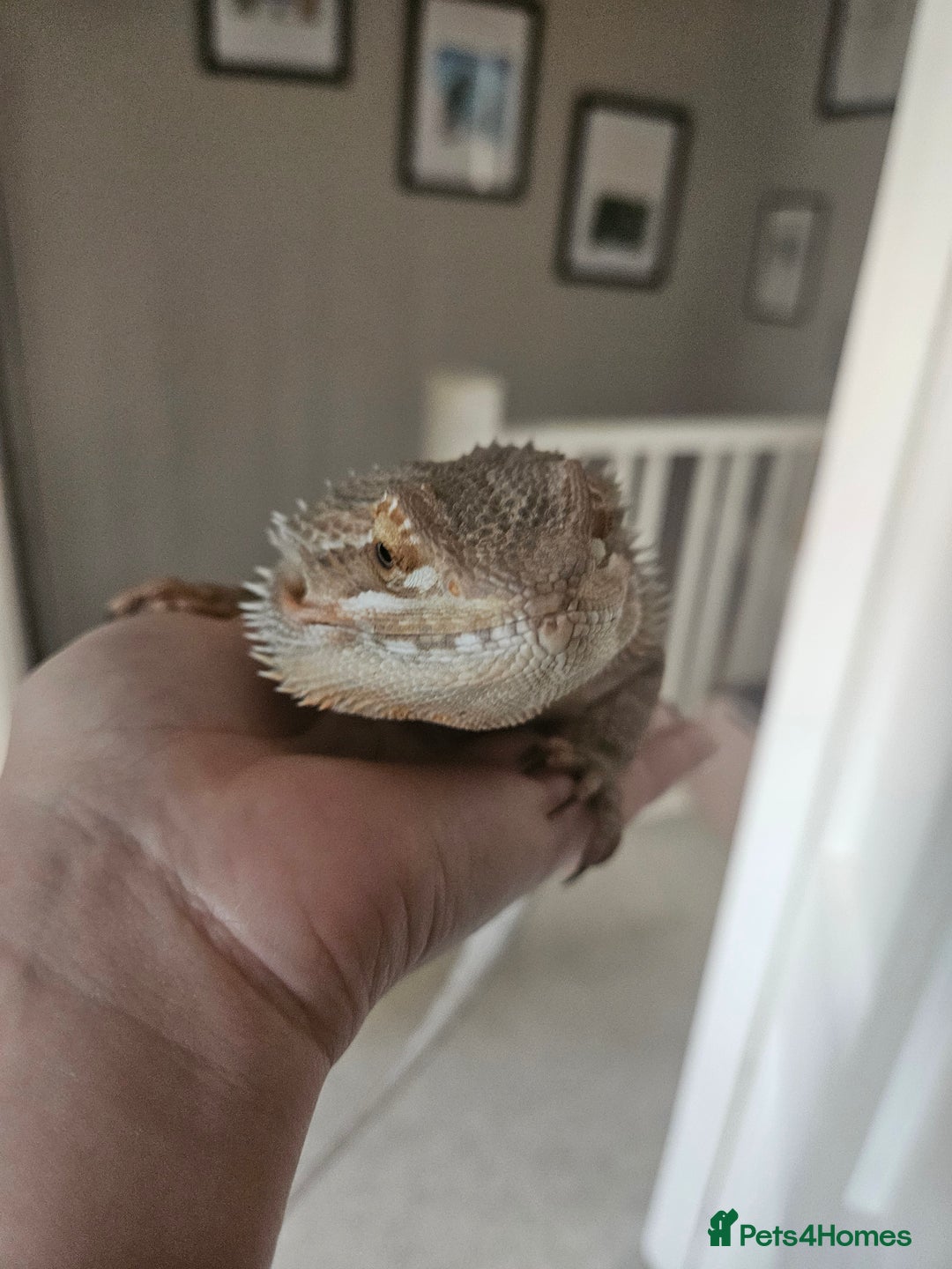 Bearded Dragon reptiles for sale: Bearded dragon for sale - Image 6