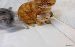 Exotic cats for sale: CHUBBY KITTENS - Image 16