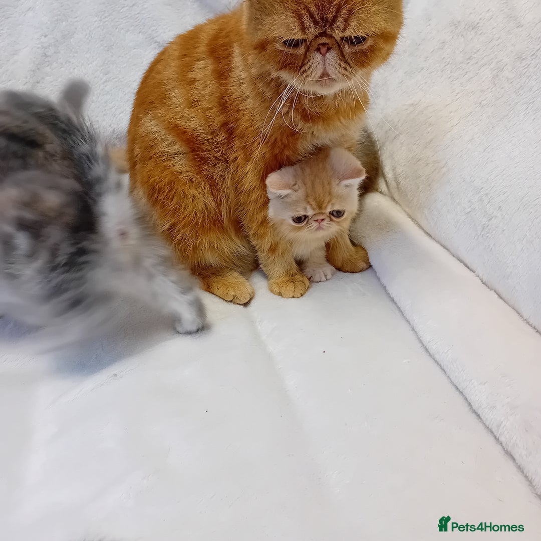 Exotic cats for sale: CHUBBY KITTENS - Image 16
