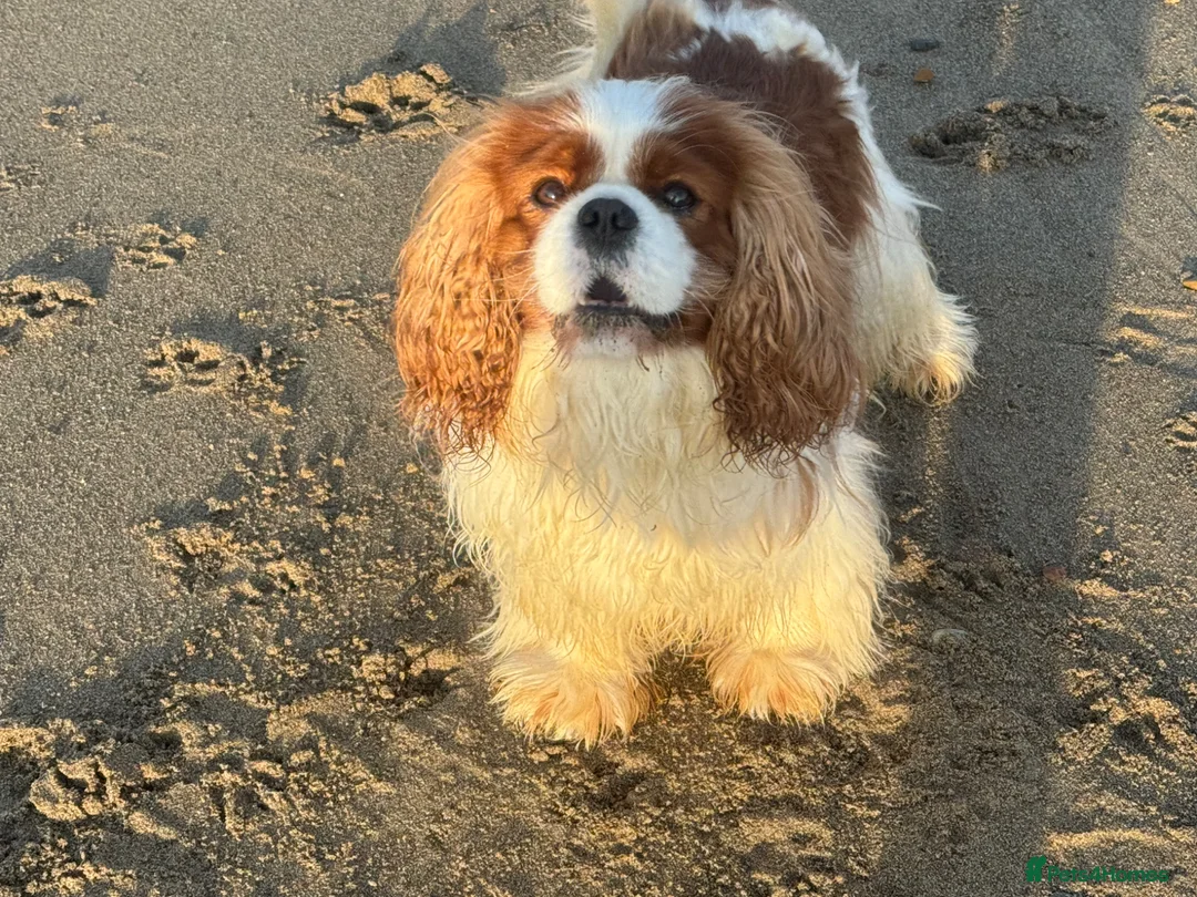 Cavalier King Charles Spaniel dogs for stud: KC Cavalier King Charles for stud - Advert 2