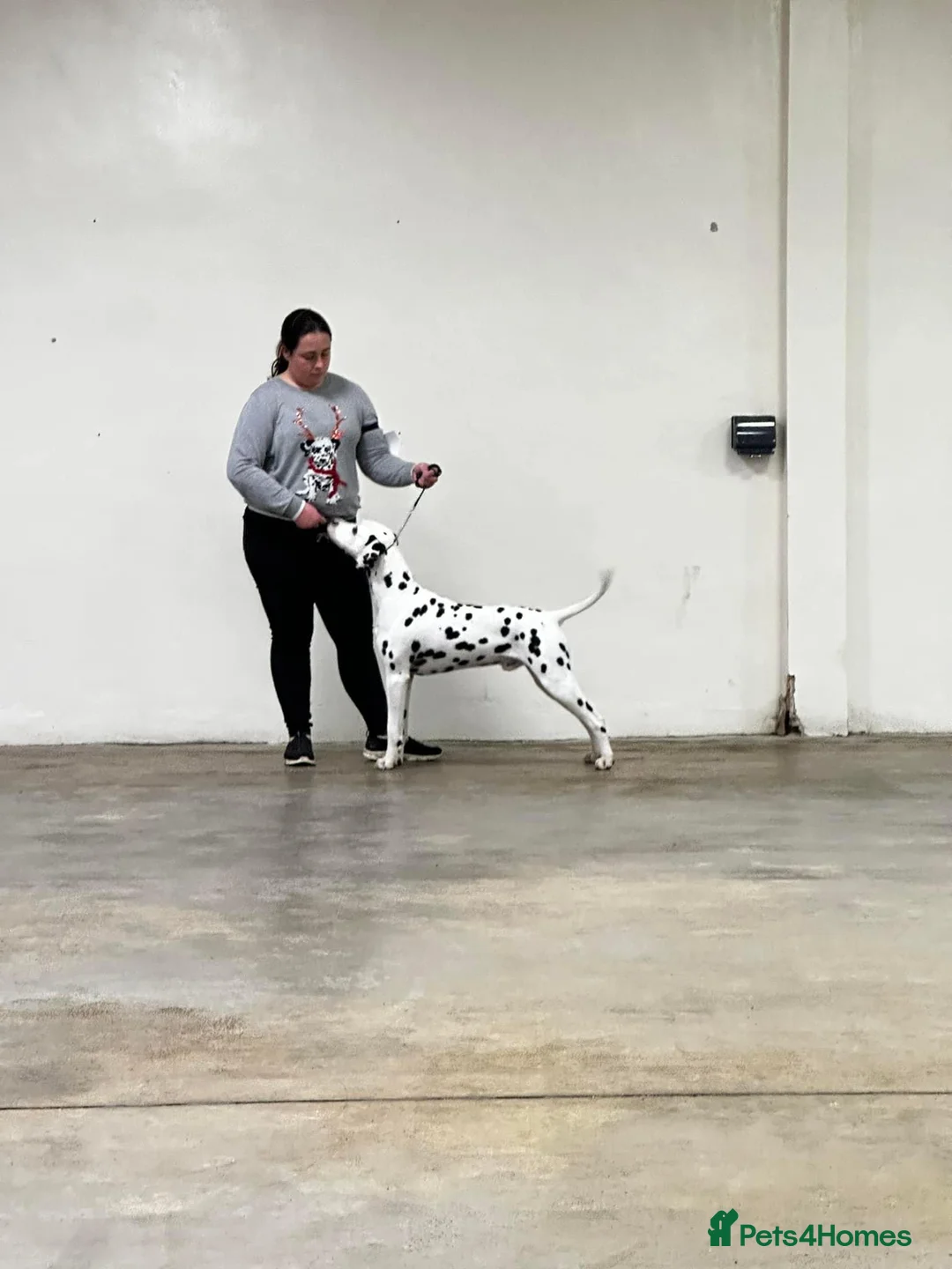 Dalmatian dogs for stud: Outstanding, health tested KC reg male| proven in Aberdare - Advert 2