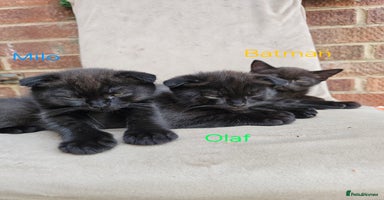 Mixed Breed cats - Advert 7