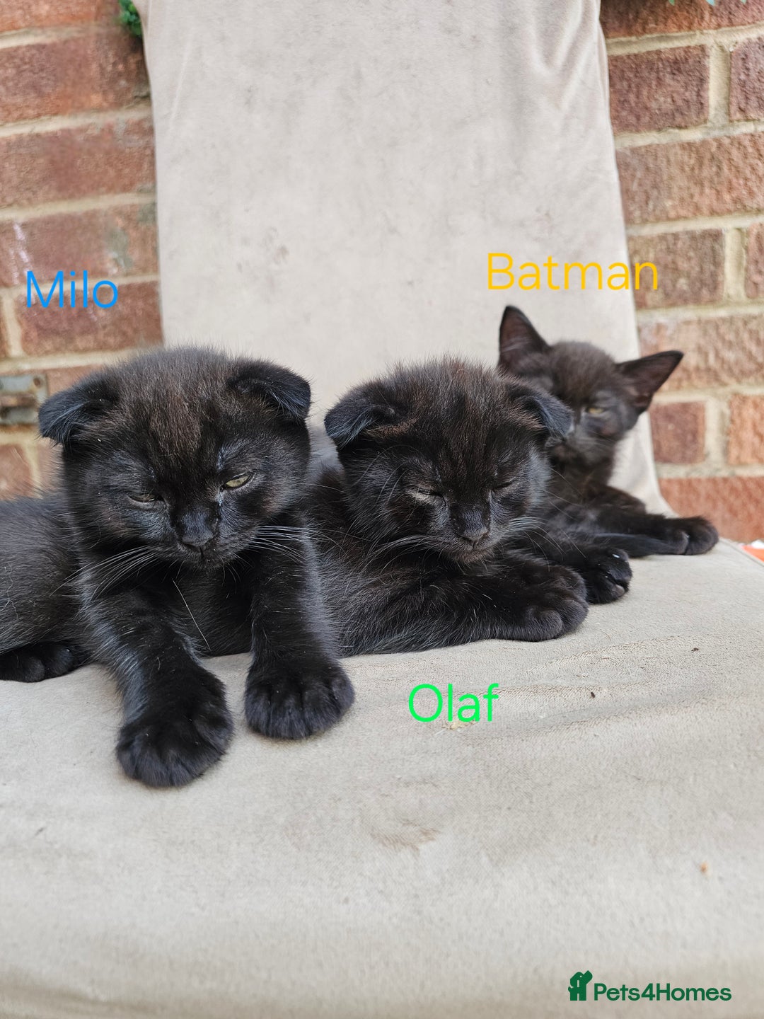 Mixed Breed cats for sale: Scottish Fold Kittens!Rare 🍫chocolate colour🐱 - Image 14