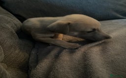 Whippet dogs for sale: Kennel Club Registered Pure Whippet Puppies - Image 7