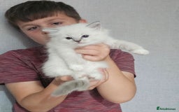 Ragdoll cats for sale: Tica registeeed tabby bicolour ragdolls - Image 17