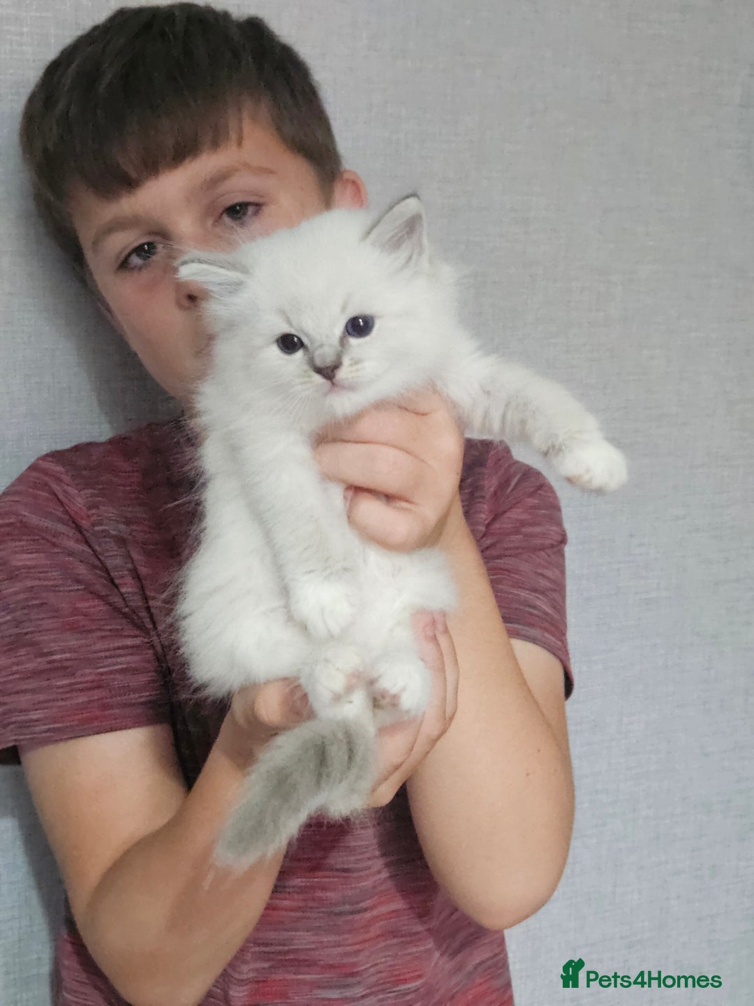 Ragdoll cats for sale: Tica registeeed tabby bicolour ragdolls - Image 17