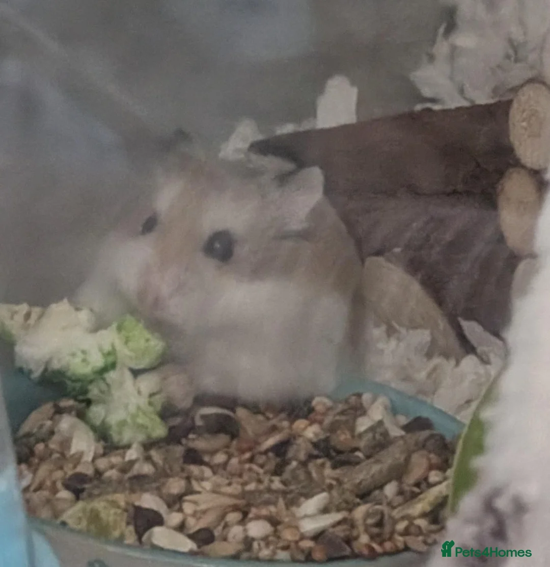 Hamster rodents for sale: Dwarf hamster - Advert 4