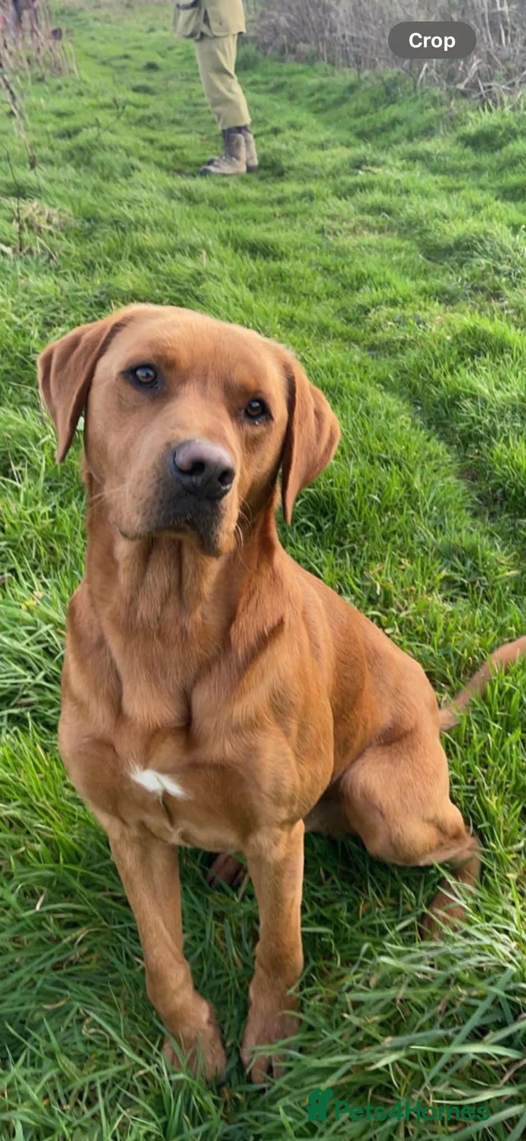Labrador Retriever dogs for sale: Labrador puppies looking new homes 🐾 - Advert 2
