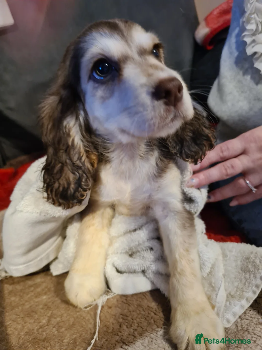 Cocker Spaniel dogs for sale: Cocker spaniel puooys - Advert 21