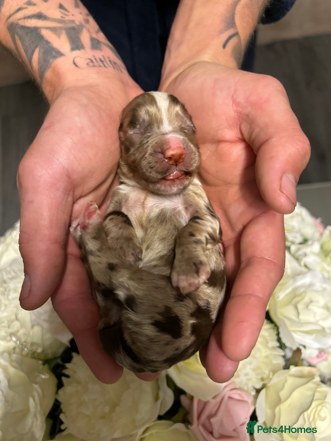 Cocker Spaniel dogs for sale: Merle cocker spaniels  - Image 10