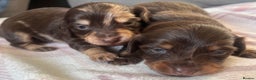 Miniature Dachshund dogs for sale: Long hair tiny kc reg dachshund babies  - Advert 16