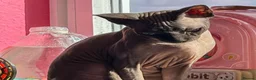 Sphynx cats for sale: Urgent - Petite Blue Mink Sphynx Girl needs home - Advert 2