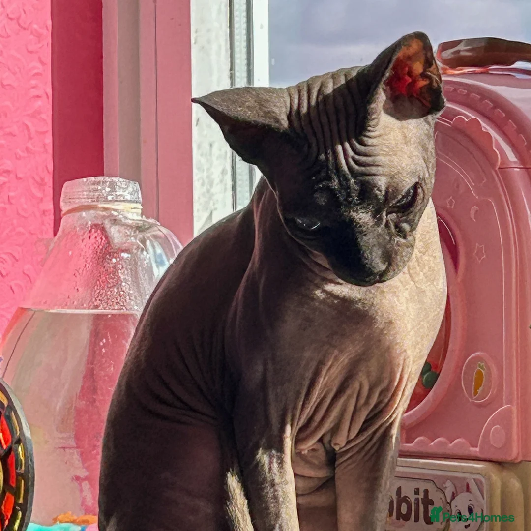 Sphynx cats for sale: Urgent - Petite Blue Mink Sphynx Girl needs home - Advert 2