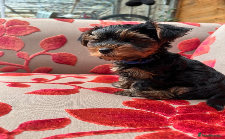 Yorkshire Terrier dogs - Advert 2