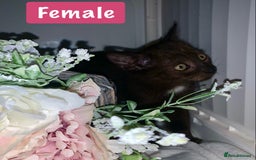 Mixed Breed cats for sale: Beautiful kittens Ready now Open to offers  in Chester - Image 8