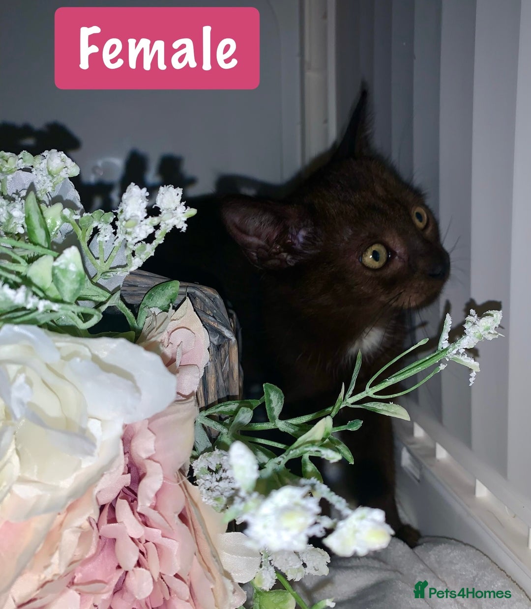 Mixed Breed cats for sale: Beautiful kittens Ready now Open to offers  in Chester - Image 8