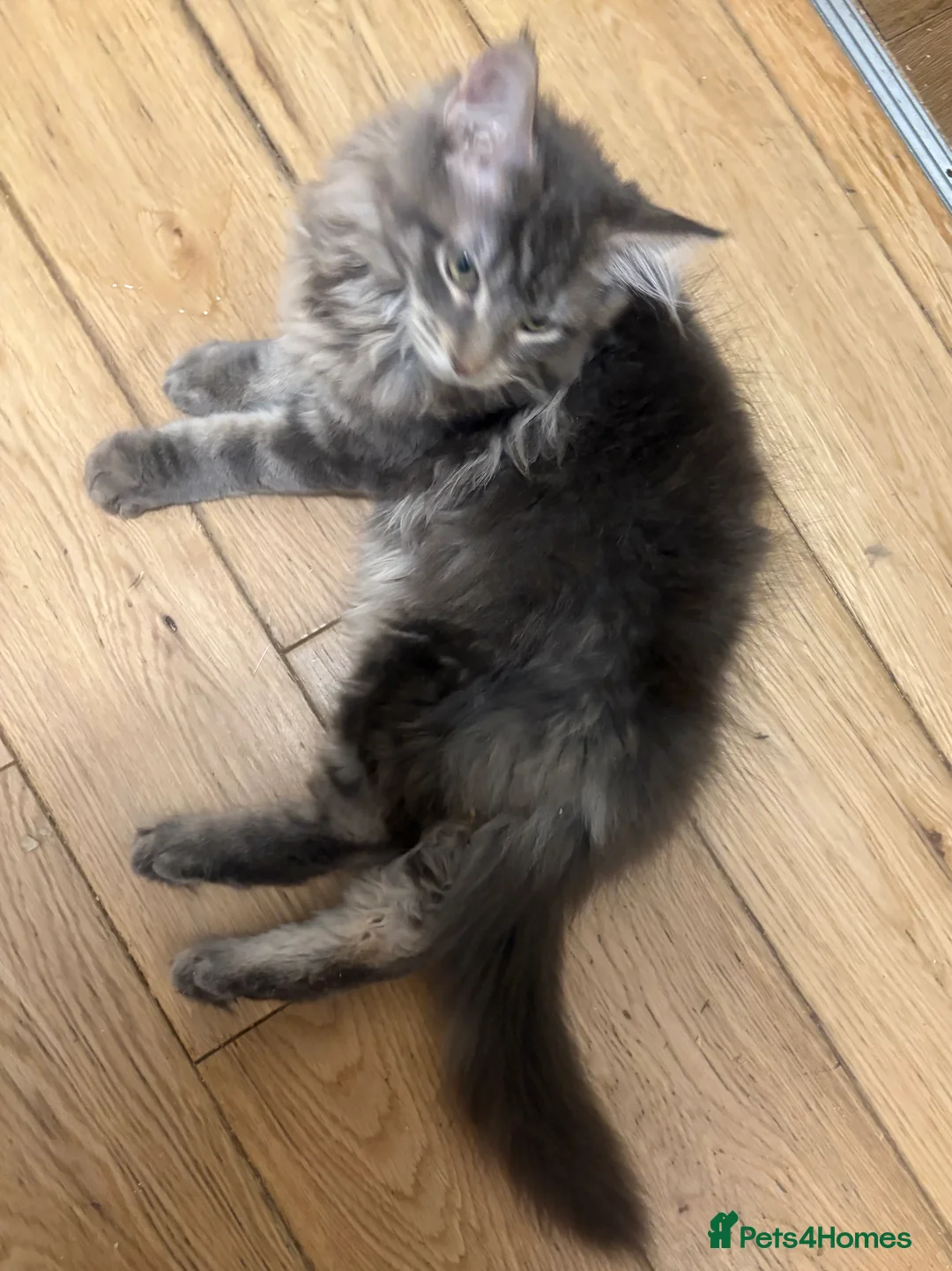 Maine Coon cats for sale: Maine coon xl - Advert 9