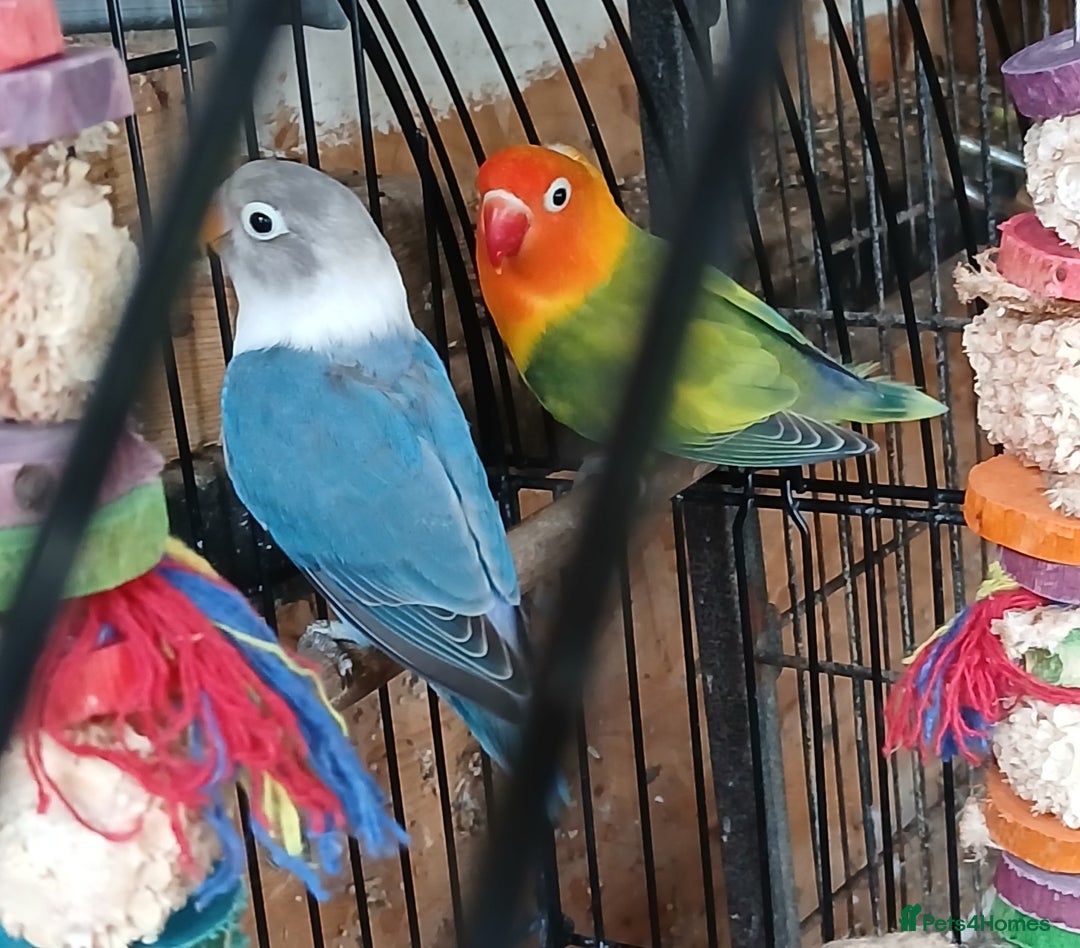 Lovebirds birds for sale: Lovebirds fischers x4 fischers lovebirds  - Image 5