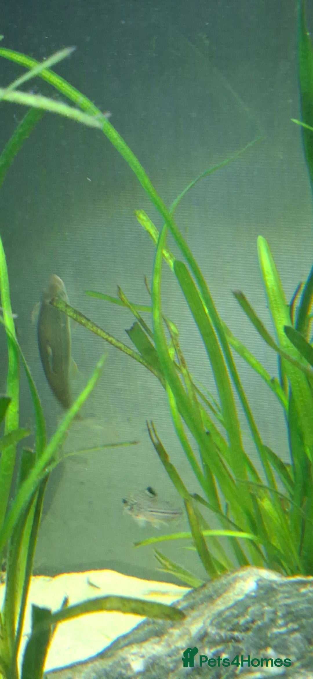 Catfish fish for sale: Catfish  - Advert 19