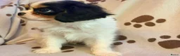 Cavalier King Charles Spaniel dogs for sale: beautiful male cavalier king charles spaniel pups - Advert 2