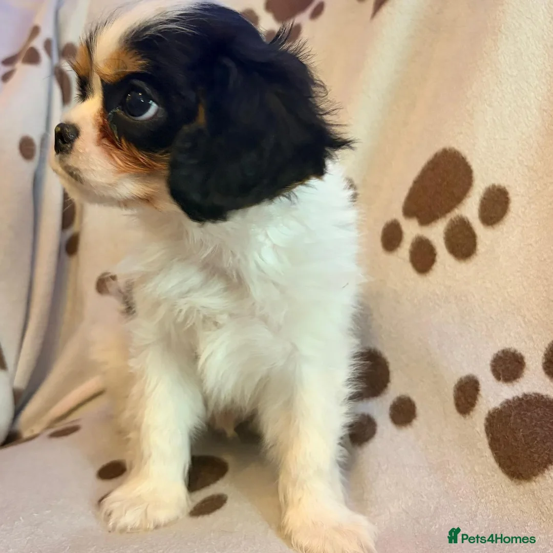 Cavalier King Charles Spaniel dogs for sale: beautiful male cavalier king charles spaniel pups - Advert 2