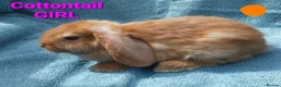 Mini Lop rabbits for sale: 5 Beautiful Baby Mini Lops - Advert 6