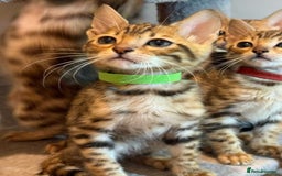 Bengal cats for sale: Exquisite TICA Registered gold&snow BengalKittens  - Image 14