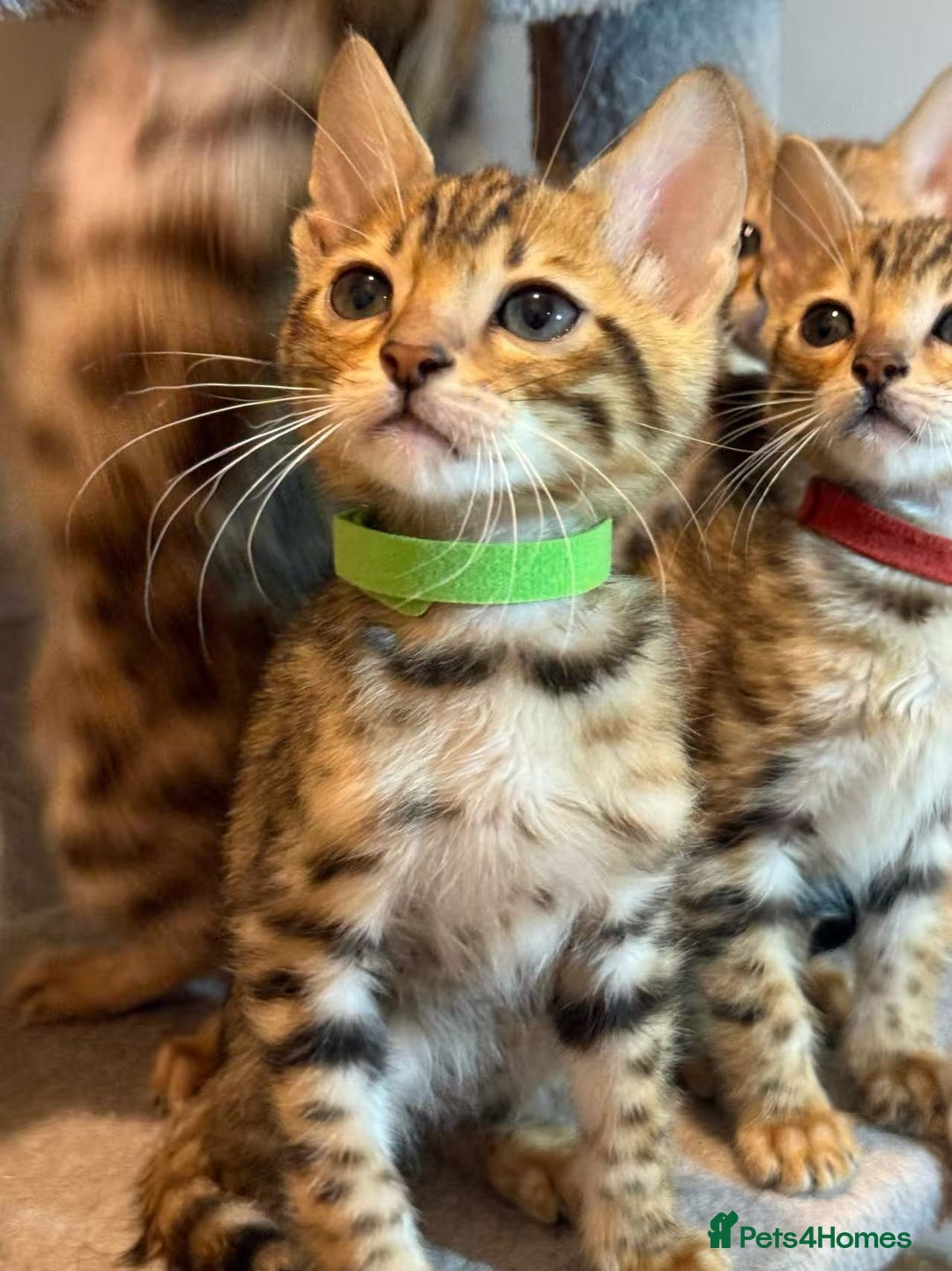 Bengal cats for sale: Exquisite TICA Registered gold&snow BengalKittens  - Image 14