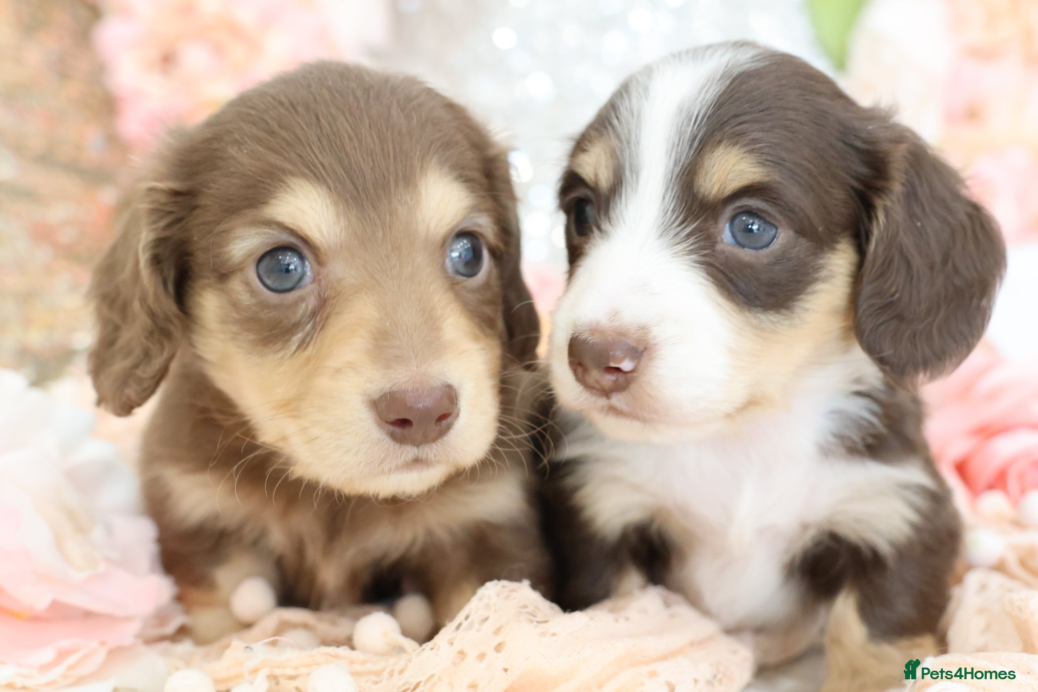 Miniature Dachshund dogs KC Longhair Miniature Dachshund Puppies - Advert 7
