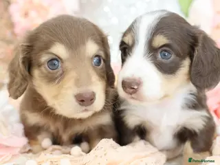 Miniature Dachshund dogs KC Longhair Miniature Dachshund Puppies - Advert 10