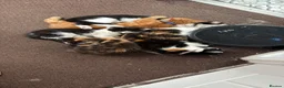 Mixed Breed cats for sale: Kittens looking for homes 🐱 - Advert 28