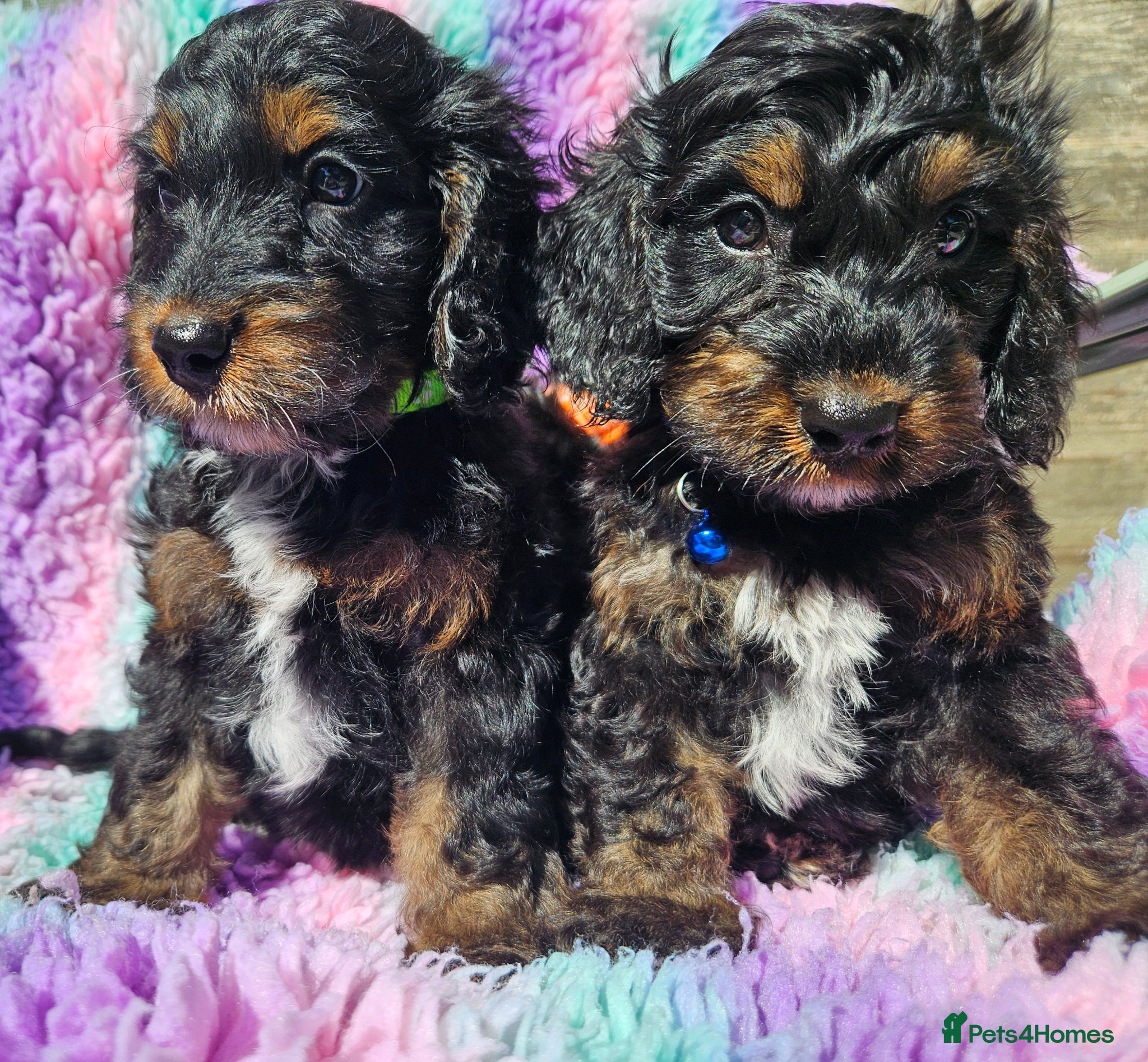 Cockapoo dogs licensed breeder, ready for their forever homes!  - Advert 1