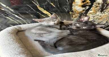Mixed Breed cats - Advert 2