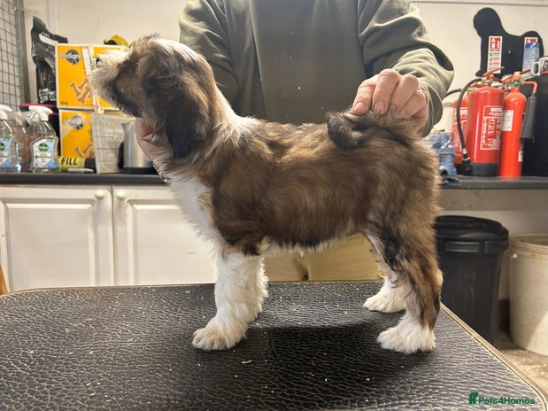 Tibetan Terrier dogs Araki Tibetan Terriers puppies for sale - Advert 1