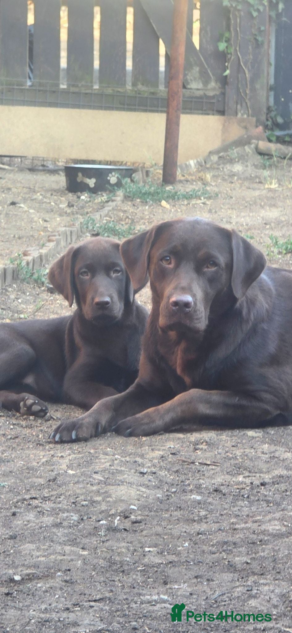 Labrador Retriever dogs Last 1 boy - Advert 2