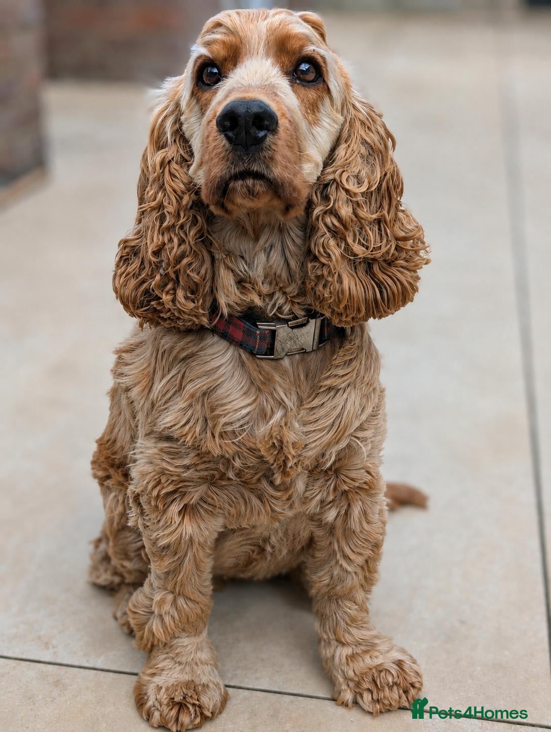 Cocker Spaniel dogs Experienced Confident Home Required  - Advert 2