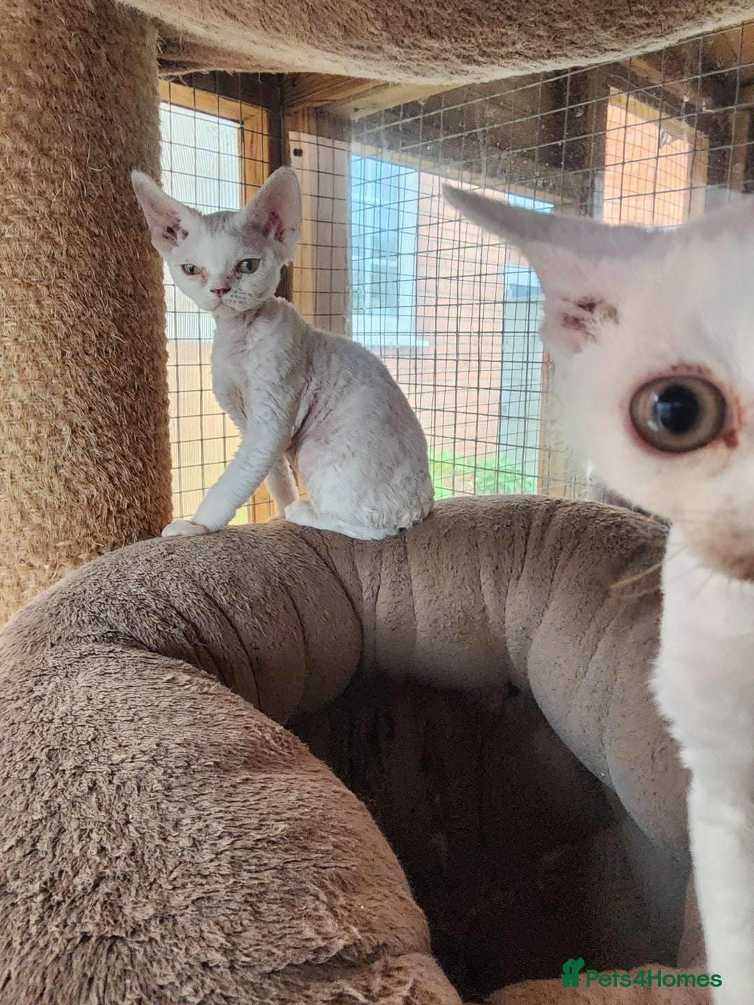 Devon Rex cats for sale: 3 Devon Rex female kittens for sale!!!🐯🐯🐯 - Image 9
